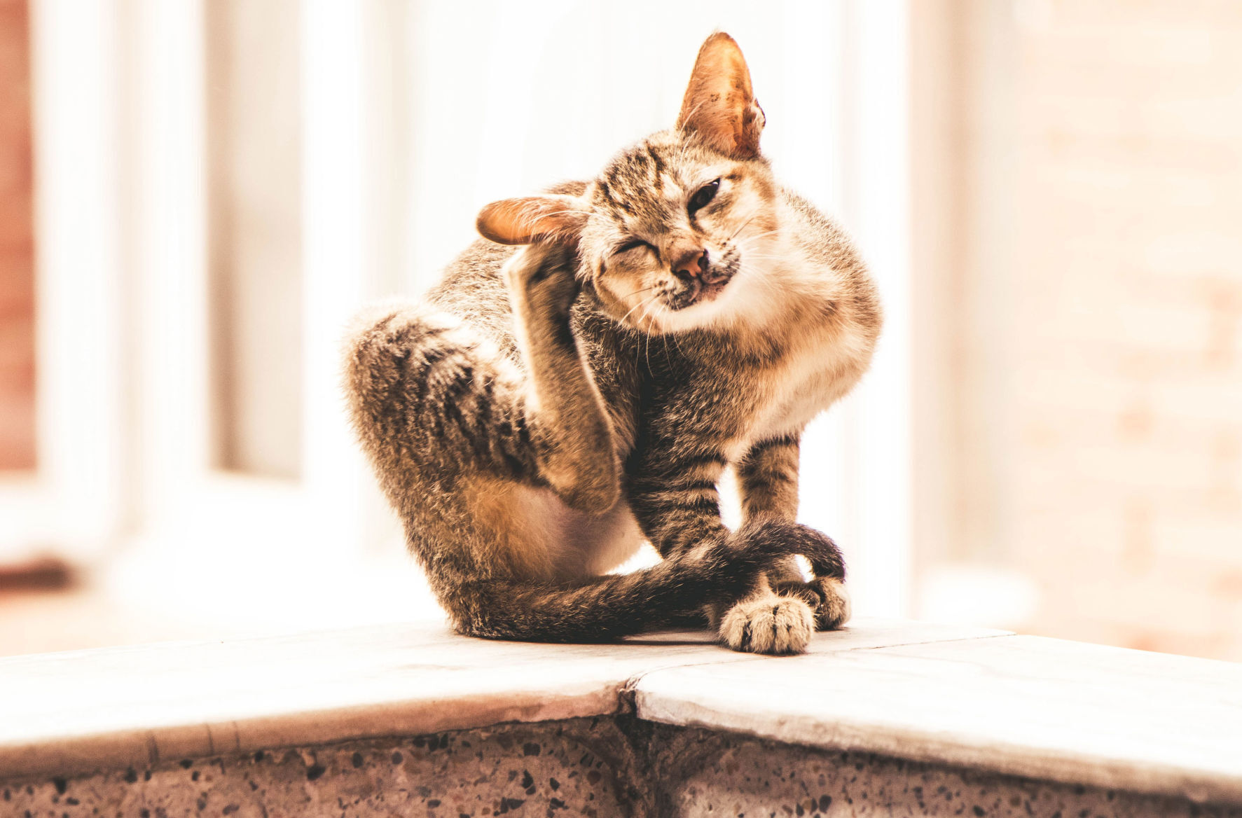 Scratching cat